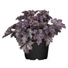 Purpurglöckchen Violett - 114377000000 - 0 - 140px
