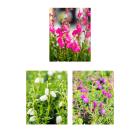 Irische Heide trio 3er Set - 114377300000 - 0 - 140px