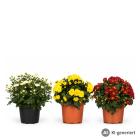 Herbst-Chrysantheme 3er Set - 114377500000 - 0 - 140px