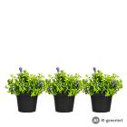 Enzian 3er Set - 114377600000 - 0 - 140px