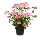 Hortensie 'Pink Annabelle'® - 114378400000 - 0 - 140px