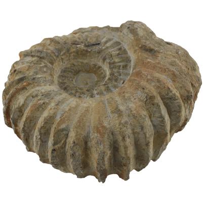 Darimana Fossil Ammonit 13 cm
