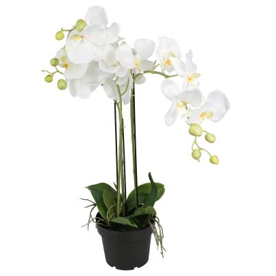 Orchidee 62cm weiß