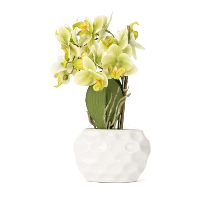 Orchidee grün 38cm im Keramiktopf