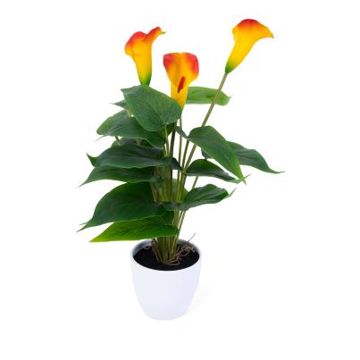 Calla Rudolph 40cm Calla im Topf ca. 40cm | 123.live