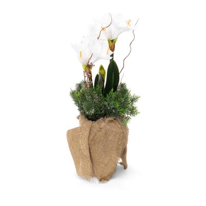 Amaryllisarrangement 2tlg. 70cm weiß