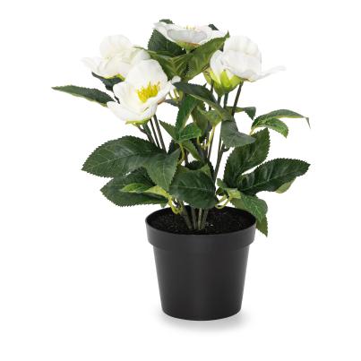 Christrosenbusch 30cm weiß