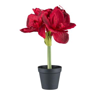 Amaryllis rot im Topf 32cm