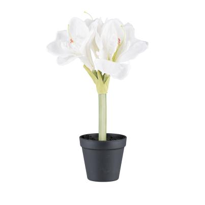 Amaryllis weiß im Topf 32cm