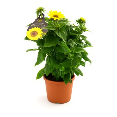 Winterharte Sonnenblume