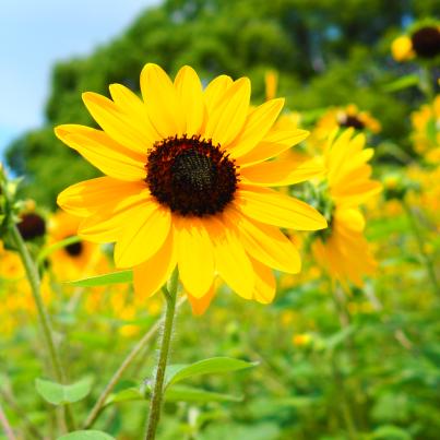 Winterharte Sonnenblume