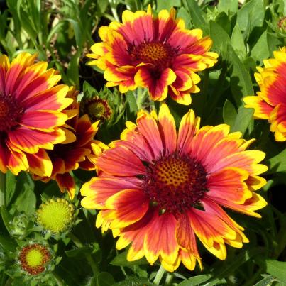 Kokardenblume