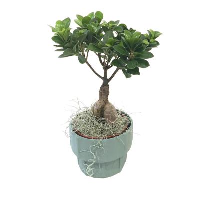 Ginseng Bonsai