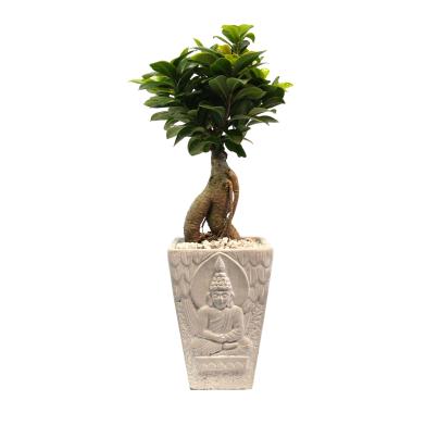 Ginseng Bonsai Betongefäß Asia