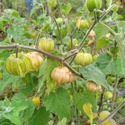 Physalis Peters Beste
