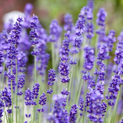 Lavendel blau                       