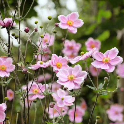 Herbst-Anemone rosa