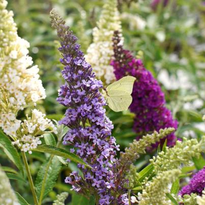 Sommerflieder `Buzz´ Trio