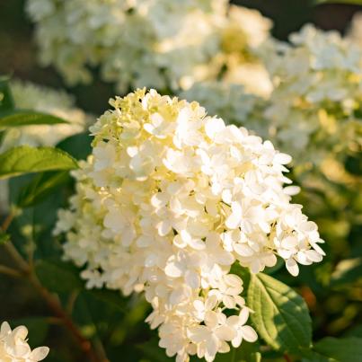 Rispenhortensie "Bee Happy"