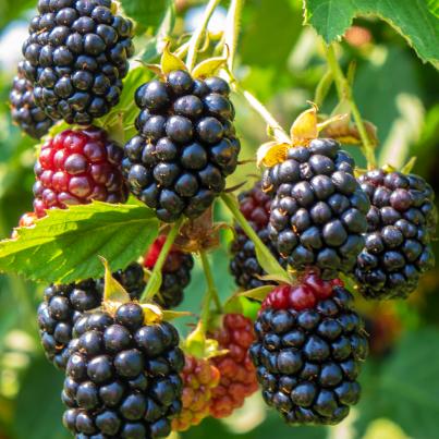 Brombeere "Lucky Berry"