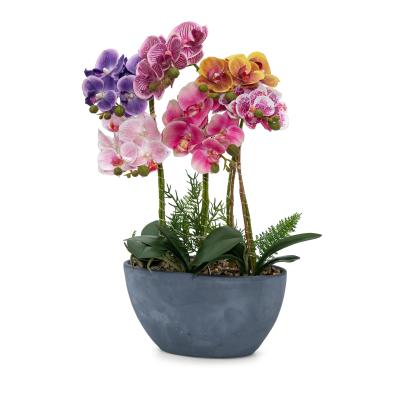Orchidee beleuchtet im Topf Real Touch