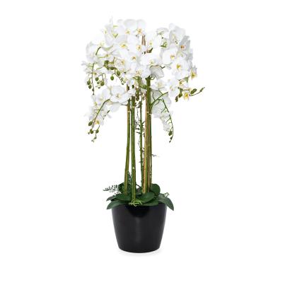 XXL-Orchidee weiß 110cm