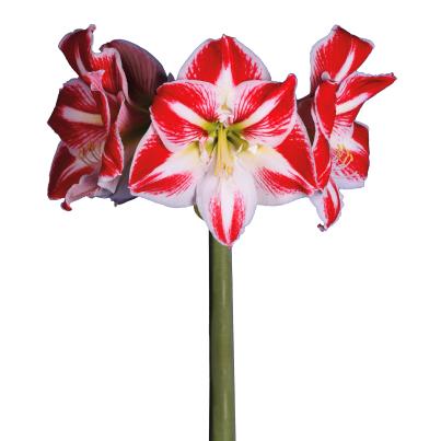 Ritterstern rot/weiß