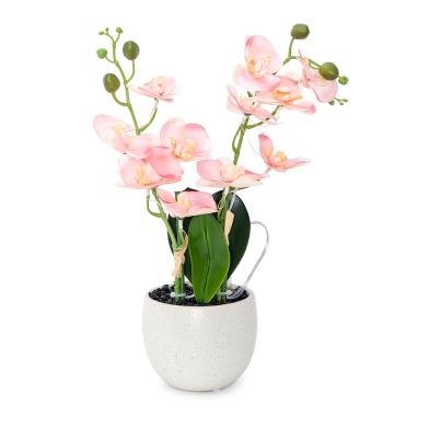 Orchidee mit LED-Beleuchtung rosa