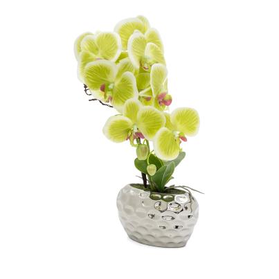 Orchidee grün in Ovalvase