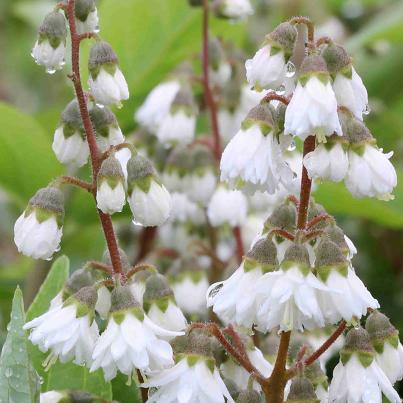 Maiblumenstrauch weiß