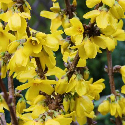 Goldglöckchen Goldrausch