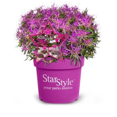 Alpenrose 'Star Style' lila