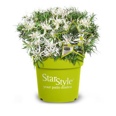 Alpenrose 'Star Style' weiß