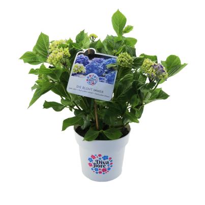 Bauernhortensie Diva Fiore