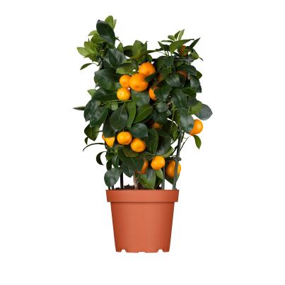 Zitrone Mix Spalier 40cm