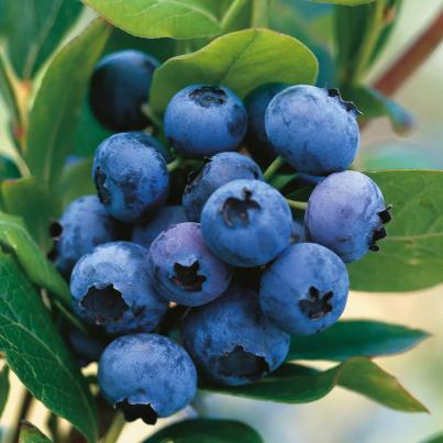 Heidelbeerbusch Goldtraube