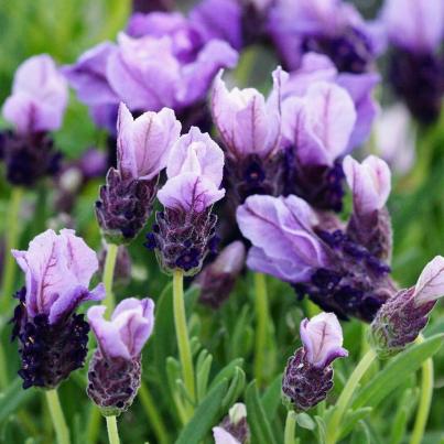 Schopflavendel 3er Set