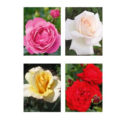 Rosen-Set Sommerromantik 4tlg.