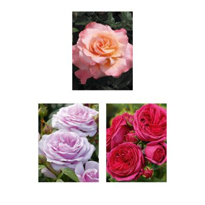 Rosen-Set Nostalgie 3tlg.