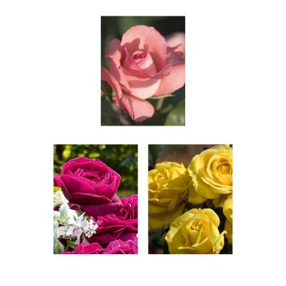 Edelrosen 3er Set