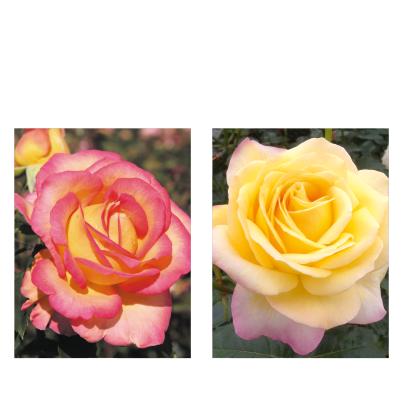 Edelrosen Paradiesvögel 2tlg.