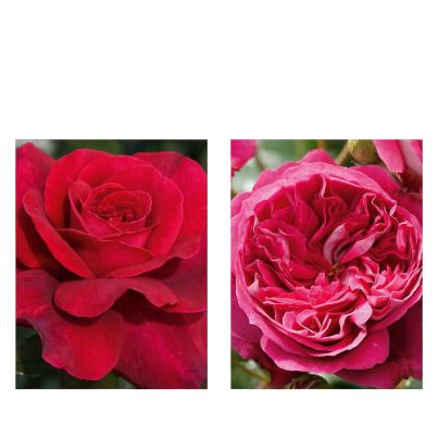 Rosen Klassisch & Ausgefallen