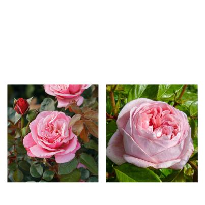 Rosen Zart & Wunderschön 2tlg.