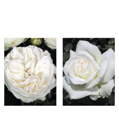 Hochzeitsrosen 2tlg.