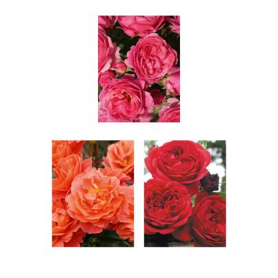 Beetrosen Robust 4tlg.