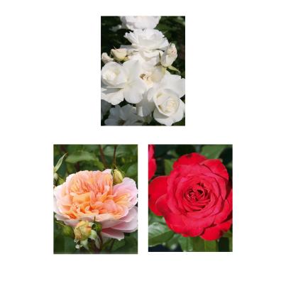 Strauchrosen 3er Set