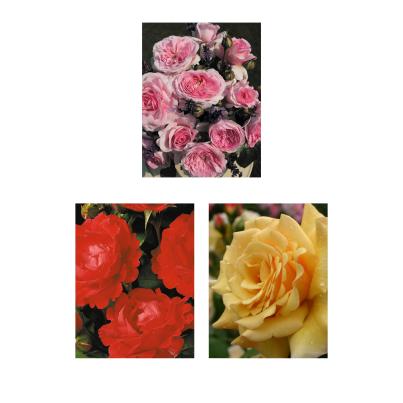 Strauchrosen Nachbarsblick