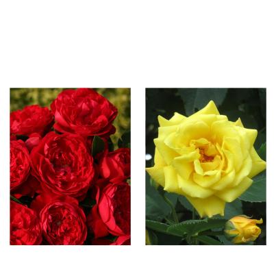Kletterrose 2er Set gelb/rot