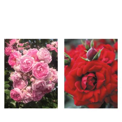Kletterrose 2er Set rosa/rot