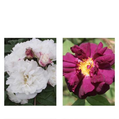 Rosen Vergessener Garten 2tlg.